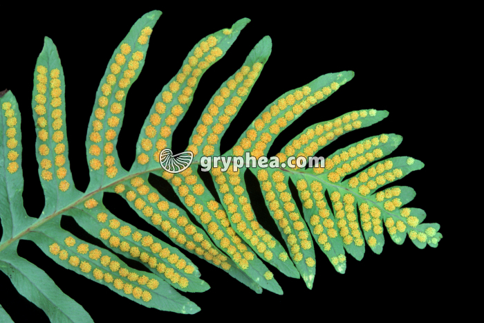 Fronde Polypode - gryphea.com
